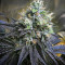 Josh D OG (Karma Genetics) Cannabis-Samen
