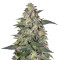 Magic Bud (Paradise Seeds) Cannabis-Samen