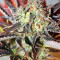 Nepal Jam regular (Ace Seeds) Cannabis-Samen
