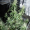 Northern Light x Big Bud Early Harvest (World of Seeds) Cannabis-Samen