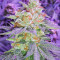 Pina Rita regular (TGA Subcool Seeds / SubCool’s The Dank) Cannabis-Samen