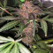 Purple Lemonade Auto feminisierte Samen (Fast Buds)