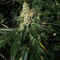 Sour Diesel (BlimBurn Seeds) Cannabis-Samen