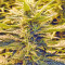 Sour Hound F2 Auto (Mephisto Genetics) Cannabis-Samen