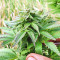 Super Skunk Autoflower (Seedstockers) Cannabis-Samen