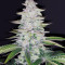 Tha Melon Regular (Karma Genetics) Cannabis-Samen