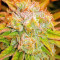 Triangle Kush Auto (Mephisto Genetics) Cannabis-Samen