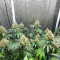 Buddha Haze (Big Buddha Seeds) Cannabis-Samen