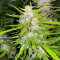 Cosmic Bomb Auto (Bomb Seeds) Cannabis-Samen