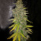 G13 Haze (Barney's Farm) Cannabis-Samen