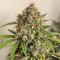 Girl Scout Cookies feminisierte Samen (Barney’s Farm)