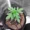 Glueberry (Expert Seeds) Cannabis-Samen