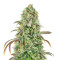 Liberty Haze (Barney's Farm) Cannabis-Samen