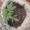 Kaufe Dozy Whale Samen feminisiert von AlphaFem Seeds