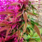 CBD Lemon Auto Cannabis-Samen Kaufen