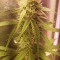 Gorilla Cookies Auto (Fast Buds) Cannabis-Samen zu verkaufen