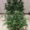 West Coast O.G. Auto (Fast Buds) Cannabis-Samen zu verkaufen