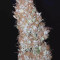Original Auto Jack Herer (Fast Buds) Cannabis-Samen zu verkaufen