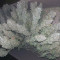Black Russian Cannabis-Samen Kaufen