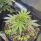 Malawi (Ace Seeds) Cannabis-Samen zu verkaufen