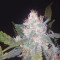 Six Shooter Auto Cannabis-Samen Kaufen
