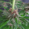 DDoS #33 Feminisierte Cannabis-Samen Kaufen