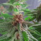 DDoS #33 Feminisierte Cannabis-Samen Kaufen