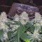 Blueberry Glue Auto (Glueberry Auto) (Expert Seeds) Cannabis-Samen zu verkaufen