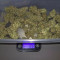 Blueberry Glue Auto (Glueberry Auto) (Expert Seeds) Cannabis-Samen zu verkaufen