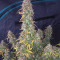 Girl Scout Cookies (Original Sensible Seeds) Cannabis-Samen zu verkaufen