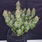 Blackberry Gum Cannabis-Samen Kaufen