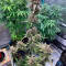 Strawberry Gorilla Auto Cannabis-Samen Kaufen