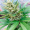 Bruce Banner Auto Cannabis-Samen Kaufen