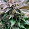 Girl Scout Cookies (BlimBurn Seeds) Cannabis-Samen zu verkaufen