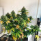 Auto AK XXL Cannabis-Samen Kaufen