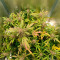 Kaufe Mimosa x Orange Punch Auto Samen feminisiert von Barney's Farm