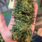 Special Kush #1 (RQS) Cannabis-Samen zu verkaufen