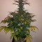 Special Kush #1 (RQS) Cannabis-Samen zu verkaufen