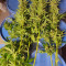 Shogun (RQS) Cannabis-Samen zu verkaufen