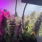 Strawberry Banana Auto Cannabis-Samen Kaufen