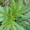 Mimosa EVO (Barney's Farm) Cannabis-Samen zu verkaufen