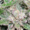 Tropicana Cookies Auto (Fast Buds) Cannabis-Samen zu verkaufen