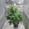 SoCal Masterkush Regular (BC Bud Depot Seeds) Cannabis-Samen