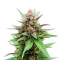 Auto Blackberry Moonrocks (Herbies Seeds)