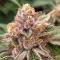 Chemdog Gorilla (Expert Seeds)