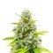 Durban Poison Autoflower feminisierte Samen (Seedkeepers)