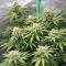 Gorilla Melon feminisierte Samen (Fast Buds)