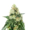 Lemon Mandarin feminisierte Samen (Fast Buds)