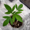 Mimosa (Herbies USA Express)