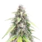 OG Kush Autoflower feminisierte Samen (Humboldt Seed Company)